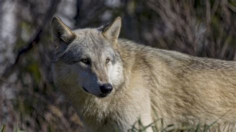 Giant coyote killed in southern Michigan turns out to be a gray .